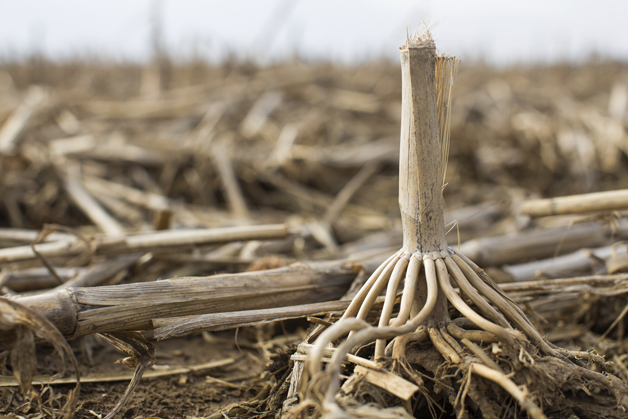 corn stalk roots from drought